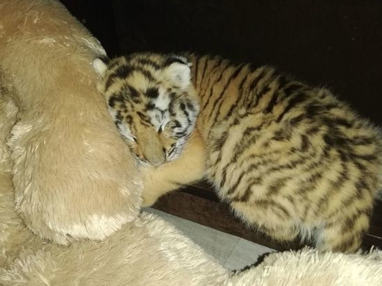 Рустам Минниханов распорядился поселить тигренка Луну в зоопарке Казани