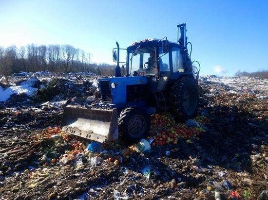 В Псковской области раздавили более двух тонн яблок, киви и апельсинов