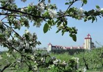 В очередной раз под угрозой уничтожения оказался воронежский яблоневый сад на Московском проспекте