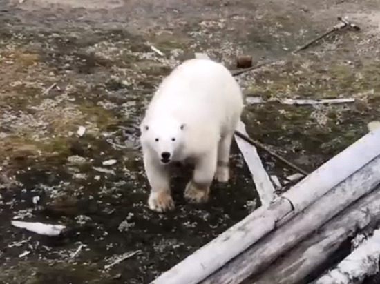 «Волонтеры Арктики» напугали белого медведя на Ямале