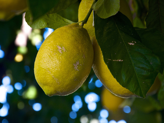В Ботаническом саду Астаны произошло чудо - заплодоносили лимоны