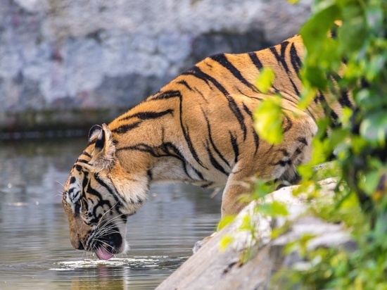 Казахстан надеется вернуть давно истребленных тигров