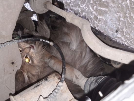 В Димитровграде спасли застрявшую в моторном отсеке автомобиля кошку