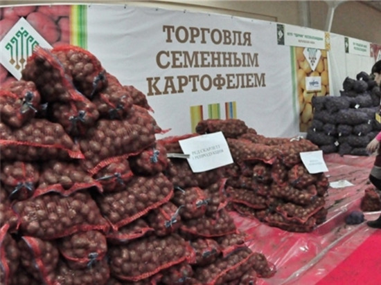 Лучшие сорта картофеля из 21 региона представлены на выставке в Чебоксарах