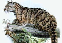 Тайваньский дымчатый леопард, не попадавшийся ученым на глаза после 1983 года и с тех пор считавшийся вымершим, все еще существует