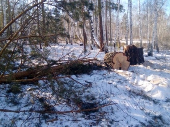 "Черные лесорубы" в Заларинском районе срубили более ста 6-метровых сосен