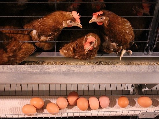 Фермеры Ленобласти заработали на яйцах 15 миллионов долларов