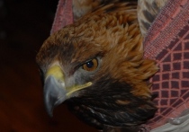 Жизнь краснокнижного беркута, угодившего в браконьерский капкан, спасают московские орнитологи