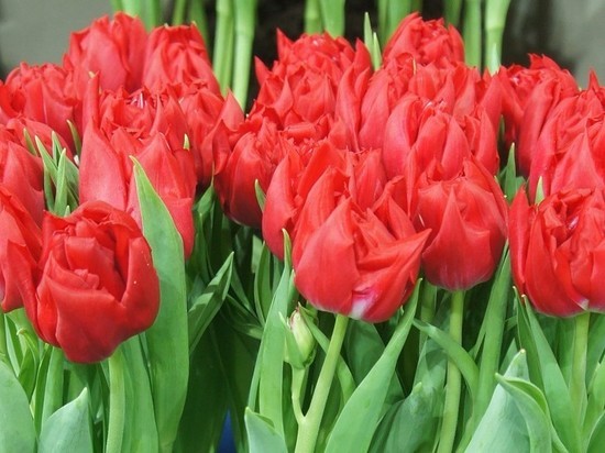 Перед 8 марта в Калининградскую область привезли 7,5 миллионов цветов