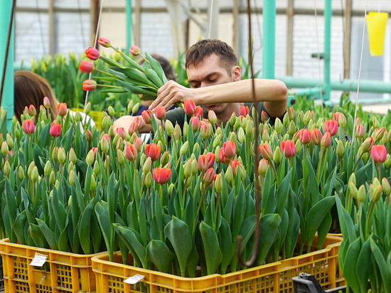 К 8 марта в Хабаровске вырастили 16 тысяч тюльпанов