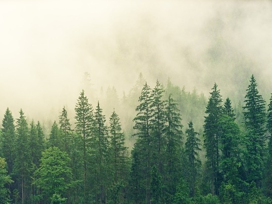 Спецотдел по охране лесов создали в Алтайском крае
