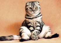 С 2004 года 1 марта отмечается в России как День кошки