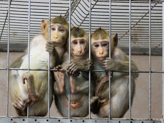 В зоопарке Липецка поселятся обезьяны, спасенные от контрабандистов