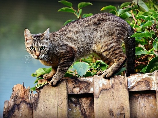 Генотипы барнаульских кошек определили Алтайские ученые