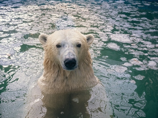 В красноярском зоопарке белые медведи открыли купальный сезон