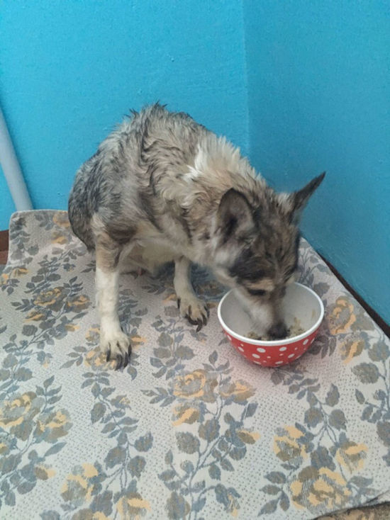Жителей Кемерова просят помочь слепой собаке со сломанной лапой