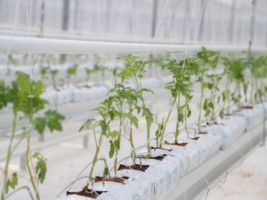 К выращиванию помидоров в промышленных масштабах приступили в Ингушетии