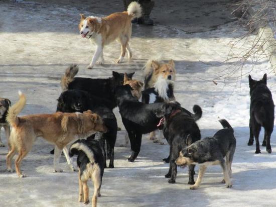 Артамонов предложил снабдить калужские школы отпугивателями собак
