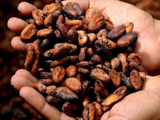 В Псковской области запретили к ввозу какао-бобы из Кот-д-Ивуара