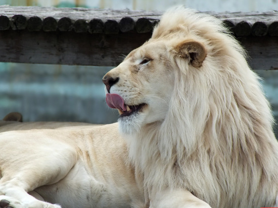 Для животных ивановского зоопарка устроили благотворительную акцию