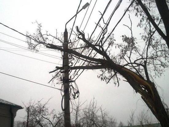Погасли фонари, повалены деревья и заборы: по Калининграду пронёсся ураган
