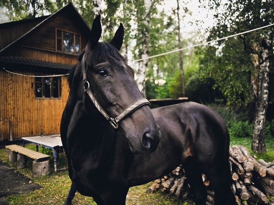 В племсовхозе в Мостовском районе неизвестные зарезали четырёх беременных лошадей