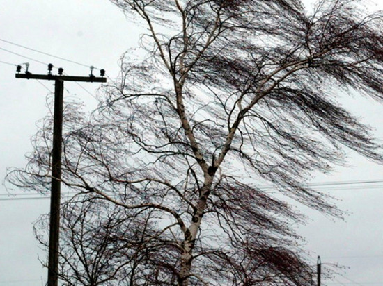 МЧС предупреждает об усилении ветра в Чувашии