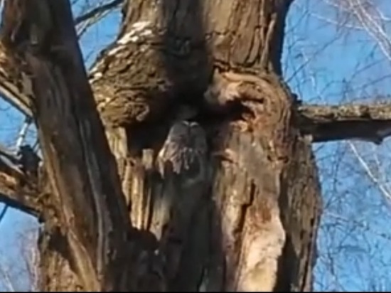 В Ярославском парке Павловская роща поселилась сова
