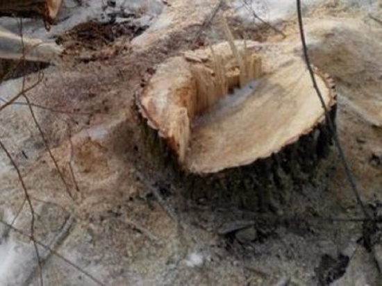 В Тамбовской области нашли "черного лесоруба"