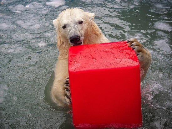 В красноярском зоопарке устроили фотоссесию для белых медведей