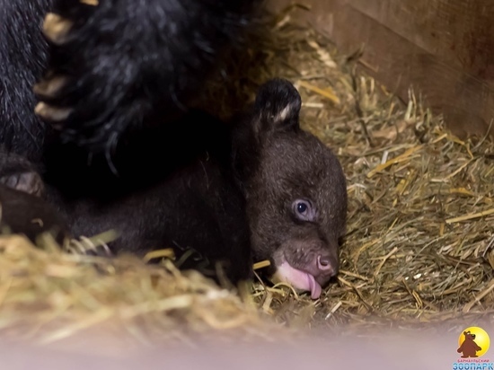 В Барнаульском зоопарке родилась пара гималайских медвежат