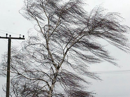 10 деревьев повалил в Пскове сильный ветер в феврале
