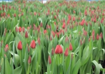 Красноярцев призвали поторопиться с покупкой тюльпанов: зачастую к вечеру 7 марта все цветы раскупают