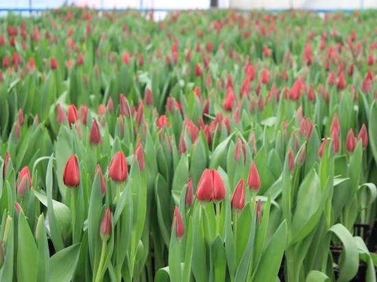 В Красноярске стали известны места продажи тюльпанов на 8 марта