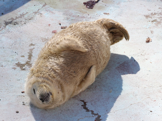 В Калининградском зоопарке на свет появились тюленята