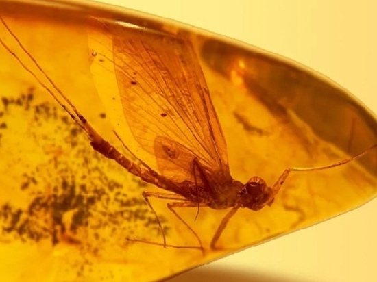 Тамбовчане увидят доисторических насекомых