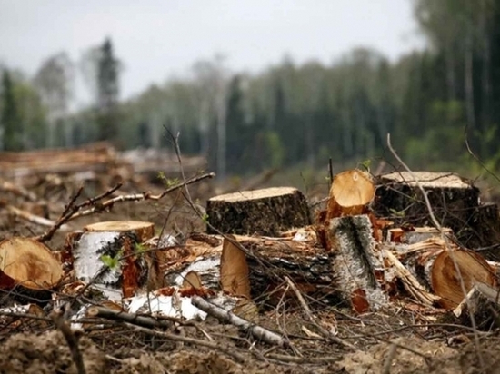 Жители Хабаровского края вырубили лес, где обитают амурские тигры