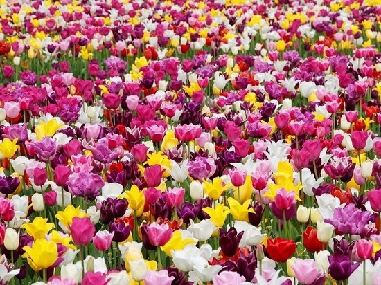 К 8 Марта в центре Волгограда открылась цветочная ярмарка