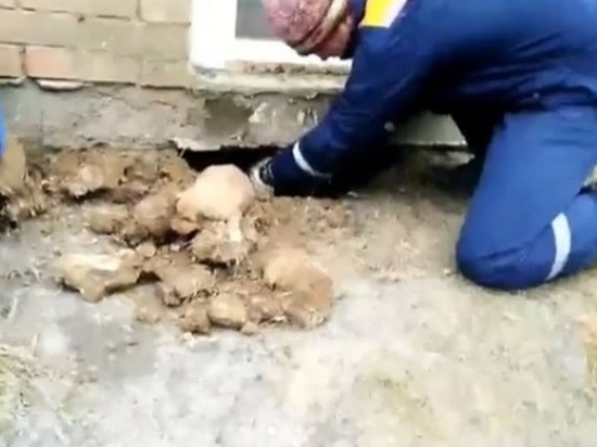 В Иркутском районе работники МЧС спасли 10 осиротевших щенков