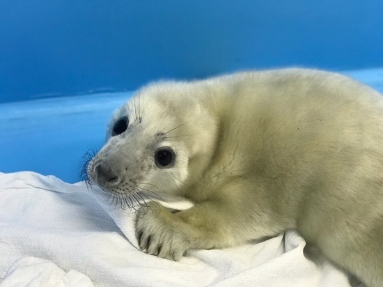 Рыбак нашел на берегу Финского залива потерявшего маму тюлененка