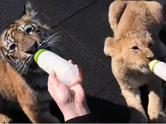 В Сочи подружились львёнок и тигрёнок