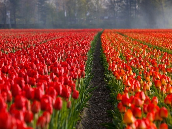 С начала марта в Псковскую область ввезли более 4 млн цветов