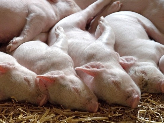 Карантин по африканской чуме свиней ввели в Кабардино-Балкарии
