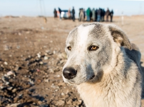 МВД России разработало список потенциально опасных собак