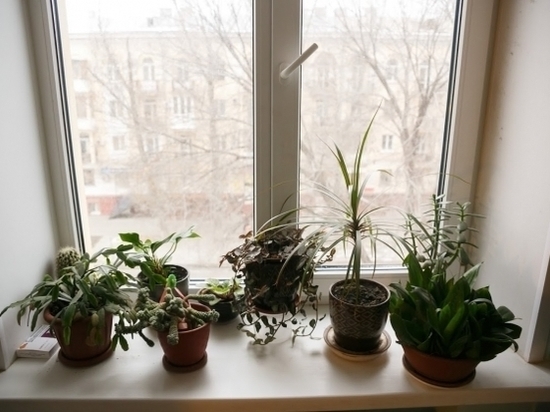 Комнатные растения помогут увлажнить воздух в квартирах волгоградцев