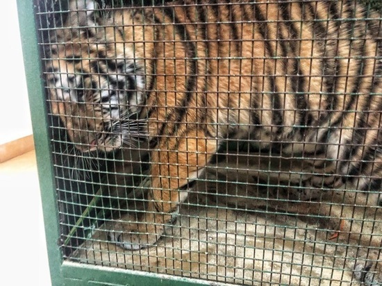 Жители Твери ещё могут успеть потыкать измученного уссурийского тигрёнка