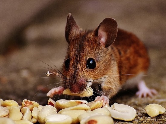 Двухэтажный домик помогает ученым изучать мышей