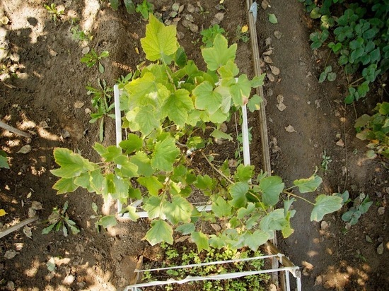 Пересадку винограда под Волгоградом начинаем в середине марта