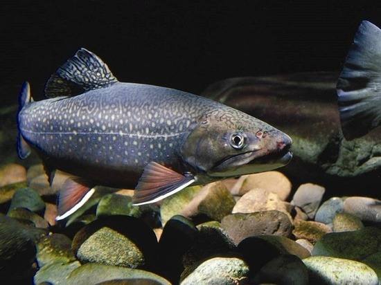 Международный форелевый форум пройдёт в Карелии