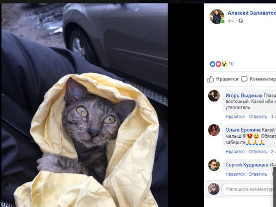 Глава Янтарного приютил котенка, которого нашел в моторе своей машины